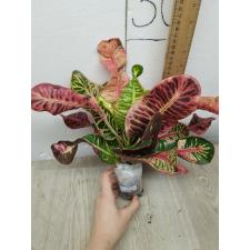 Codiaeum Tha Chang A57