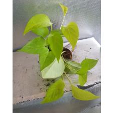 Epipremnum Golden Pothos Д