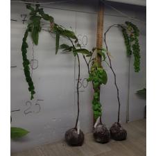 Phyllodium longipes 204