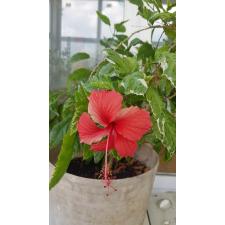 Hibiscus rosa-sinensis (variegated) стакан 500р