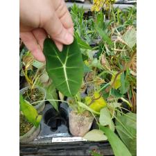 Alocasia micholitziana x sib 3"