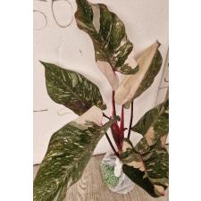 Филодендрон Розовая принцесса х Мраморный Король / PHILODENDRON PINK PRINCESS x MARBLE KING