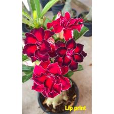 Adenium sp Lip Print