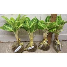 Аглаонема золотая ложка / Aglaonema Gold spoon A-105