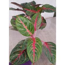 Aglaonema Amnat Jaren A-18