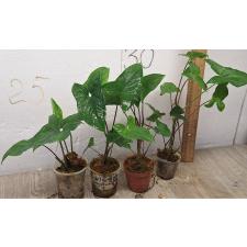 Сингониум ножколистный зеленый. / Syngonium podophyllum green