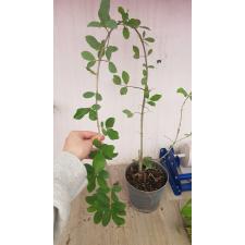 Malpighia glabra pot