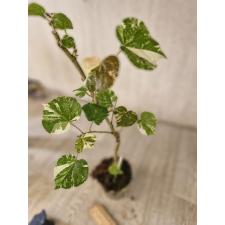 Hibiscus tiliaceus variegated Tricolor