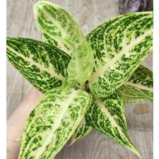 Аглаонема Легаси - белая / Aglaonema Legacy - white A-109