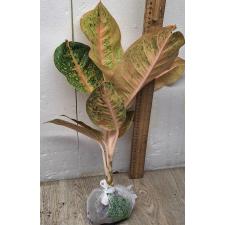 Аглаонема Гарри Квин / Aglaonema Harry Queen A-97