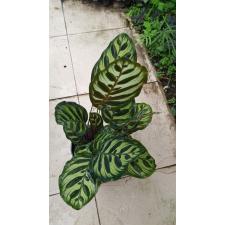 Calathea Makoyana 14 cm