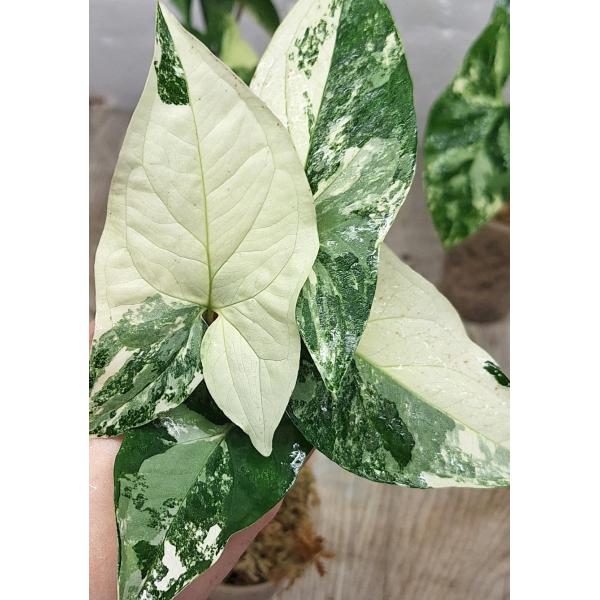 Сингониум ножколистный Белые пестрые листья / Syngonium podophyllum White Variegated Leaves