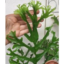 Дринария сп.(Т05) Крестед Филиппины  / Drynaria sp.(T05) Crested Philippines.