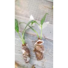 Epipremnum Silver Stripe 250p