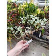 Premna serratifolia albomarginata 538/1