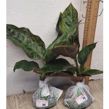 Аглаонема Красная Армия. / Aglaonema Army red A-77