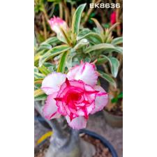 Adenium sp 8636