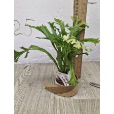 Microsorum punctatum 'Kinnaree' 