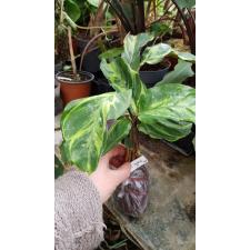 Calathea louisae 'Electric shock' 187