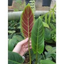 Philodendron cruentum 450p
