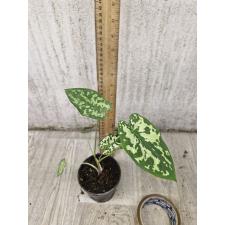 Alocasia Hilo Beauty (Xanthocaladium Hilo Beauty) 