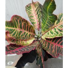 Codiaeum Tri Kotchasri 152