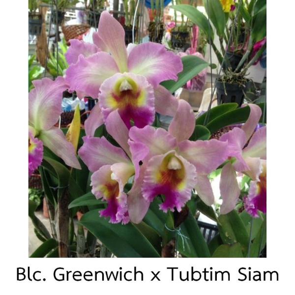 Каттлея Блк. Гринвич × Тубтим Сиам (№ 10) / Cattleya Blc. Greenwich x Tubtim Siam (No.10)