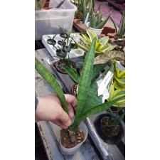 Sansevieria Moonshine 'Striolated'  Brazilian moonshine