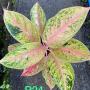 Aglaonema P-24 Tubtim