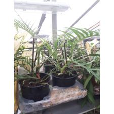 philodendron tortum 12 cm pot