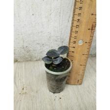 zamioculcas black sp pot s 450p