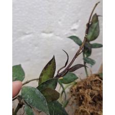 Хойя лакуноса "Красные листья" / Hoya lacunosa 'red leaves'