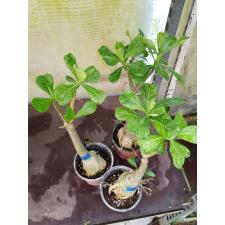 Adenium sp 8563