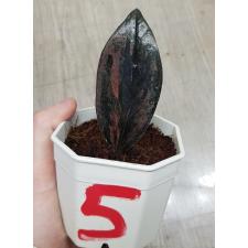 Zamioculcas zamiifolia black variegated (1 leaves) номер 5