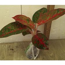 Аглаонема Саб Монгкол. / Aglaonema Sub Mongkol A-37