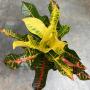 Codiaeum Mee Laew Ruay.