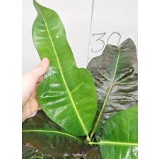 Кодиеум Три Нусара. / Codiaeum Tri Noosara 79 (M) уценка