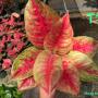 Aglaonema T1 Maha Sedthee