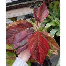 Aglaonema SP-8 RRainbow Valvet