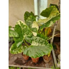 alocasia macrorrhiza variegata 2500p