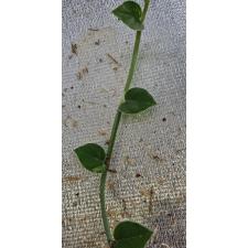 Рафидофора Хайи варегатная срез / Rhaphidophora hayi variegated pot