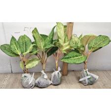 Аглаонема Фрозен блэк / Aglaonema Frozen black A-27