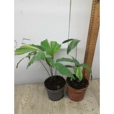 Caryota variegated (S) 