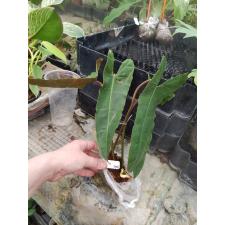 Philodendron billetiae (yellow petiole) s 535/1