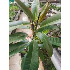 Ficus Americana Subsp. Guianensis P17