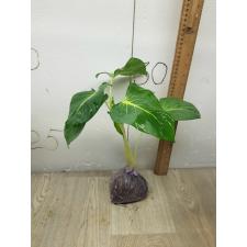 Homalomena sp Lindenii