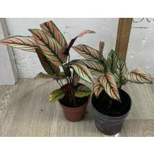 Калатея украшенная / calathea pinstripe