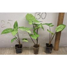 syngonium white butterfly