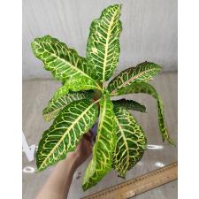 Codiaeum C-4 Tao way tus