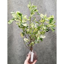 Gardenia angusta variegated 203
